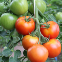 Tomat ‘MALLE’ F1 0,1g