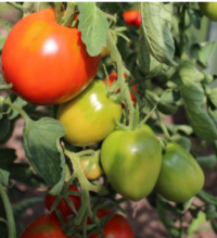 Tomat-Piibe