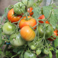 Tomat ‘TERMA’ 0,1g