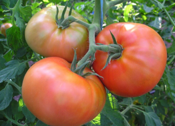 Tomat-Vilja