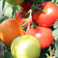 Tomat ‘VISA’ F1 0,1g