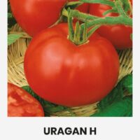 Tomat ‘URAGAN H’ 0,1g
