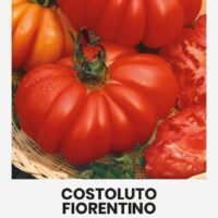 Tomat ‘COSTOLUTO FIORENTINO* 0,2g