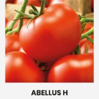 Tomat ”ABELLUS H’ 10s