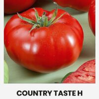 Tomat ‘COUNTRY TASTE H’ 10s
