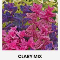 Kirju salvei ‘CLARY’ mix 0,4g