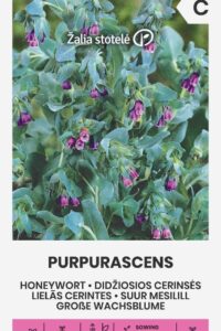 Suur mesilill ‘PURPURASCENS’ 1g