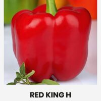 Magus paprika ‘RED KING H’ 10s