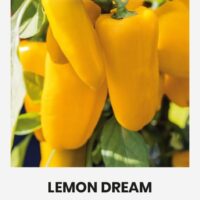 Magus paprika ‘LEMON DREAM’ 0,1g