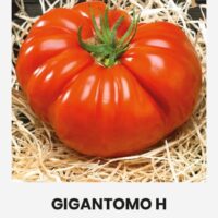 Tomat ‘GIGANTOMO H’ 10s