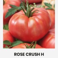Tomat ‘ROSE CRUSH H’ 7s