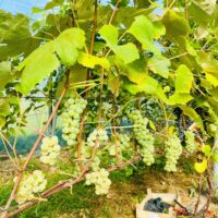 Viinapuu ‘ONTARIO’  taimepott 2l