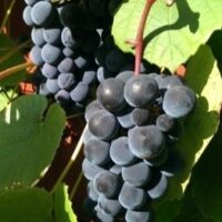 Viinapuu ‘HASANSKI SLADKI’  taimepott 2l