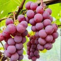 Viinapuu ‘ŠIRVINTA’  taimepott  2L