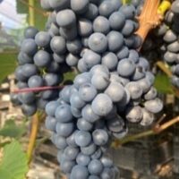 Viinapuu ‘RONDO’ taimepott 2l