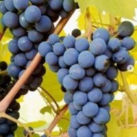 Viinapuu ‘VEINIMÄE PUNANE’  taimepott 2l