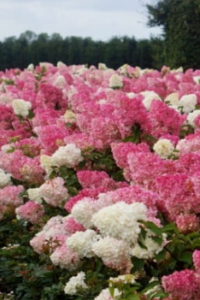 Aedhortensia / Hydrangea paniculata ‘VANILLE-FRAISE’ PBR