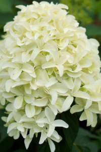 Aedhortensia / Hydrangea paniculata  ‘SKYFALL’ PBR