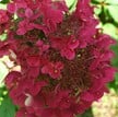 Aedhortensia / Hydrangea paniculata ‘WIM’S RED’