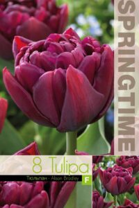 Tulp ALISON BRADLEY  11/12  8tk/pk