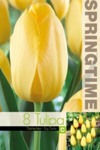 Tulp Big Smile 11/12 8tk/pk