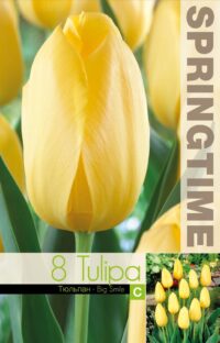 Tulipa-Big-Smile