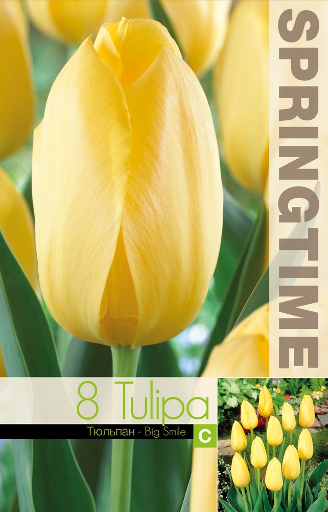 Tulipa-Big-Smile