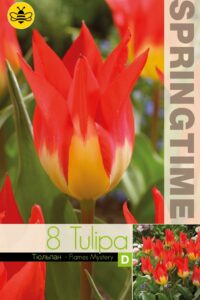 Tulp FLAMES MYSTERY  11/12 8tk/pk