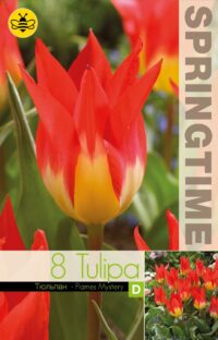 Tulipa-Flames-Mystery