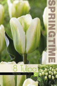 Tulp GREEN SPIRIT 11/12 8tk/pk