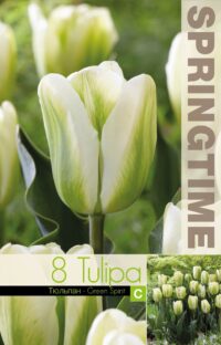 Tulipa-Green-Spirit