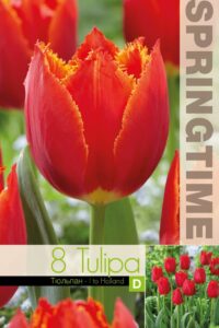 Tulp I to Holland 11/12 8tk/pk