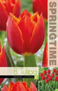 Tulipa-I-to-Holland