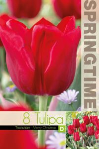 Tulp Merry Christmas 11/12 8tk/pk