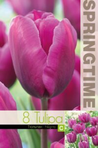 Tulp NEGRITA 11/12 8tk/pk