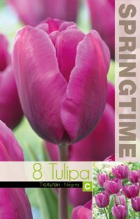 Tulipa-Negrita-2