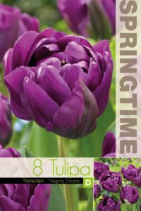 Tulp NEGRITA DOUBLE 11/12 8tk/pk