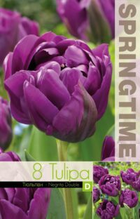 Tulipa-Negrita-Double