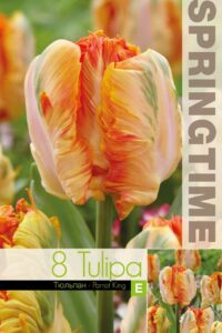 Tulp PARROT KING  11/12  8tk/pk