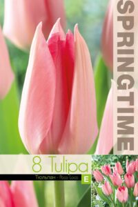 Tulp Poco Loco 11/12 8tk/pk