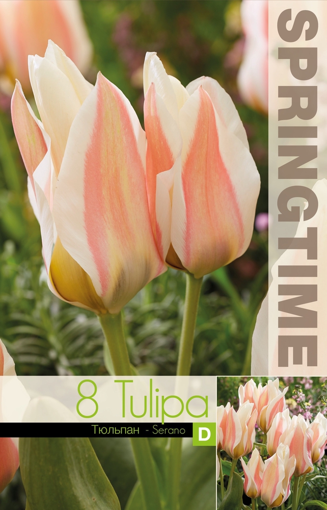 Tulipa-Serano