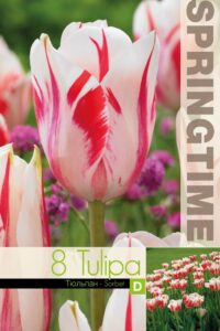 Tulp Sorbet 11/12 8tk/pk