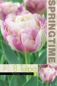 Tulp Sweet Desire 11/12 8tk/pk