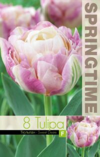 Tulipa-Sweet-Desire