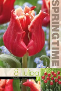 Tulp Elegant Crown 11/12 8tk/pk