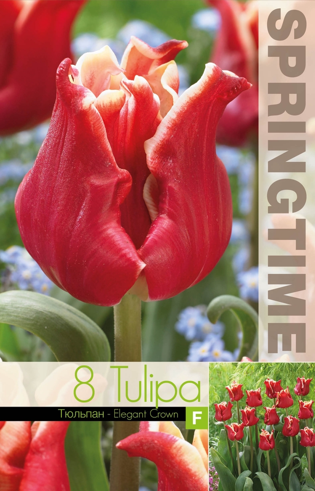 Tulipa-Elegant-Crown