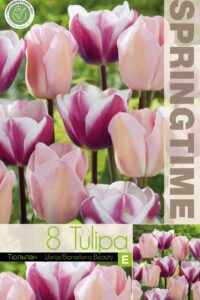 Tulp Librije/Barcelona Beauty 11/12 8tk/pk