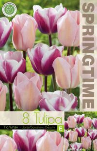 Tulipa-Librije-Barcelona-Beauty