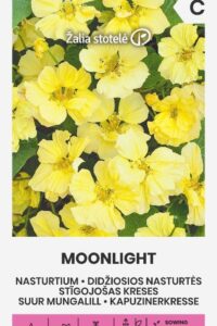 Suur mungalill ‘MOONLIGHT’  3g