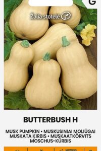 Muskaatkõrvits ‘BUTTERBUSH H’  5s